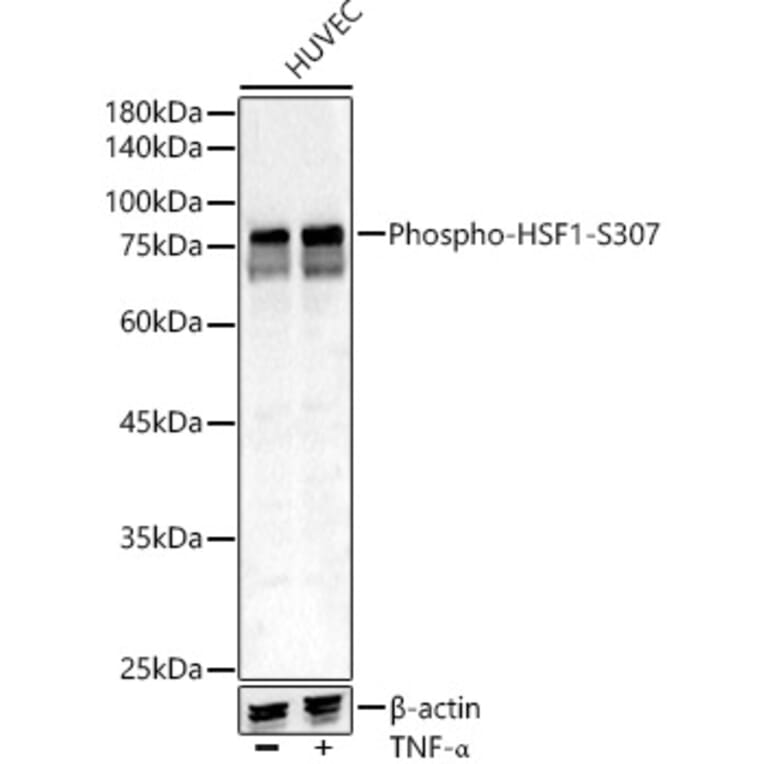 Western Blot - Anti-HSF1 (phospho Ser307) Antibody (A309386) - Antibodies.com