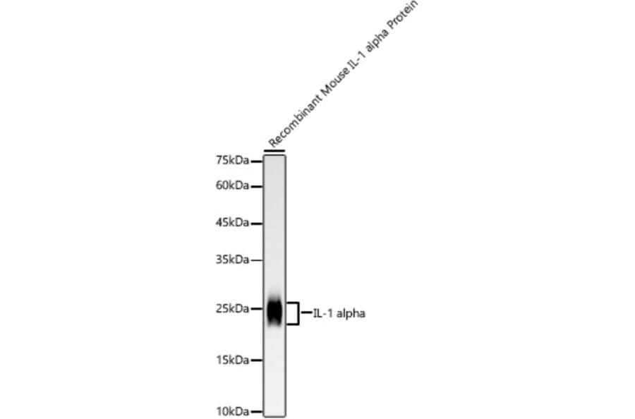 Western Blot - Anti-IL-1 alpha Antibody [ARC58205] (A309389) - Antibodies.com
