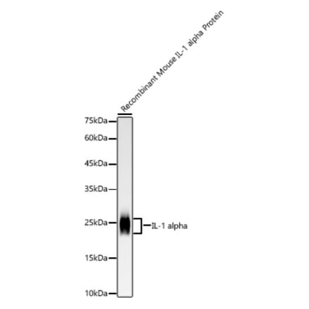 Western Blot - Anti-IL-1 alpha Antibody [ARC58205] (A309389) - Antibodies.com