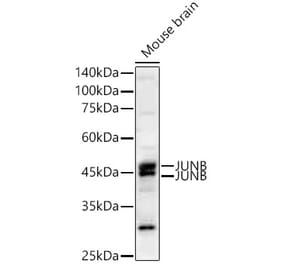 Western Blot - Anti-JunB Antibody [ARC58948] (A309394) - Antibodies.com