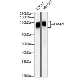 Western Blot - Anti-LAMP1 Antibody (A309397) - Antibodies.com