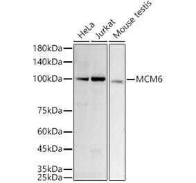 Western Blot - Anti-MCM6 Antibody [ARC3057] (A309402) - Antibodies.com