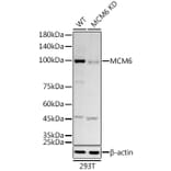 Western Blot - Anti-MCM6 Antibody [ARC3057] (A309402) - Antibodies.com