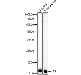 Western Blot - Anti-MIF Antibody (A309405) - Antibodies.com