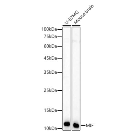Western Blot - Anti-MIF Antibody (A309405) - Antibodies.com