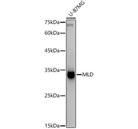Western Blot - Anti-MLD Antibody [ARC2977] (A309407) - Antibodies.com