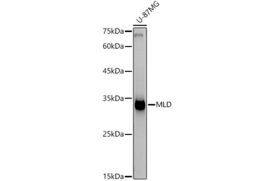 Western Blot - Anti-MLD Antibody [ARC2977] (A309407) - Antibodies.com