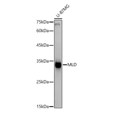 Western Blot - Anti-MLD Antibody [ARC2977] (A309407) - Antibodies.com