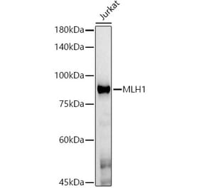 Western Blot - Anti-MLH1 Antibody [AMC0417] (A309408) - Antibodies.com