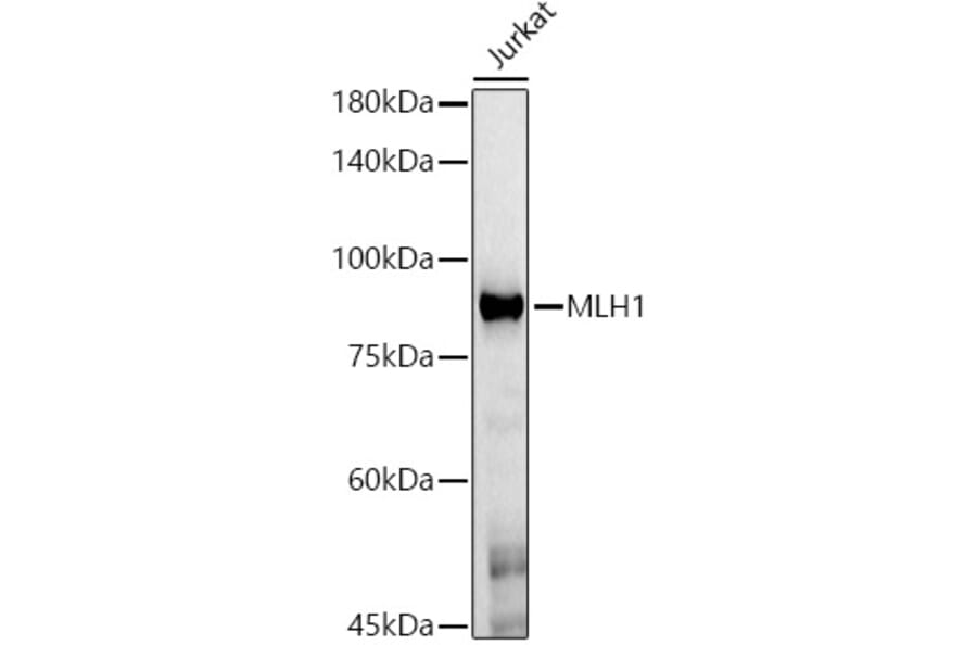 Western Blot - Anti-MLH1 Antibody [AMC0417] (A309408) - Antibodies.com