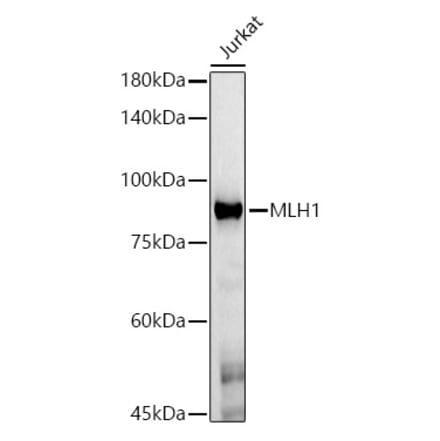 Western Blot - Anti-MLH1 Antibody [AMC0417] (A309408) - Antibodies.com