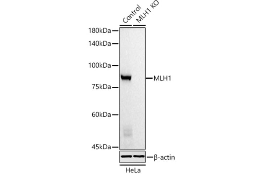 Western Blot - Anti-MLH1 Antibody [AMC0417] (A309408) - Antibodies.com