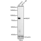 Western Blot - Anti-MLH1 Antibody [AMC0417] (A309408) - Antibodies.com