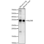 Western Blot - Anti-MyD88 Antibody [ARC52507 + ARC52509] (A309412) - Antibodies.com