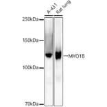 Western Blot - Anti-MYO1B Antibody [ARC2990] (A309413) - Antibodies.com
