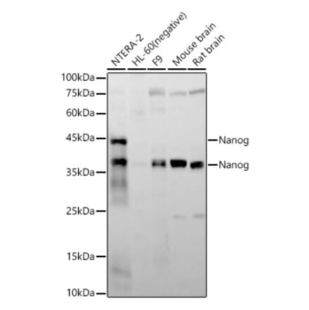 Western Blot - Anti-Nanog Antibody [ARC58438] (A309414) - Antibodies.com