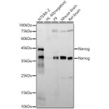 Western Blot - Anti-Nanog Antibody [ARC58438] (A309414) - Antibodies.com
