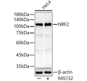 Western Blot - Anti-Nrf2 Antibody [ARC0806] (A309426) - Antibodies.com