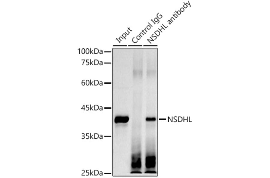 Western Blot - Anti-NSDHL Antibody [ARC3040] (A309428) - Antibodies.com