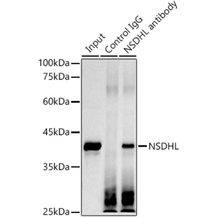 Western Blot - Anti-NSDHL Antibody [ARC3040] (A309428) - Antibodies.com