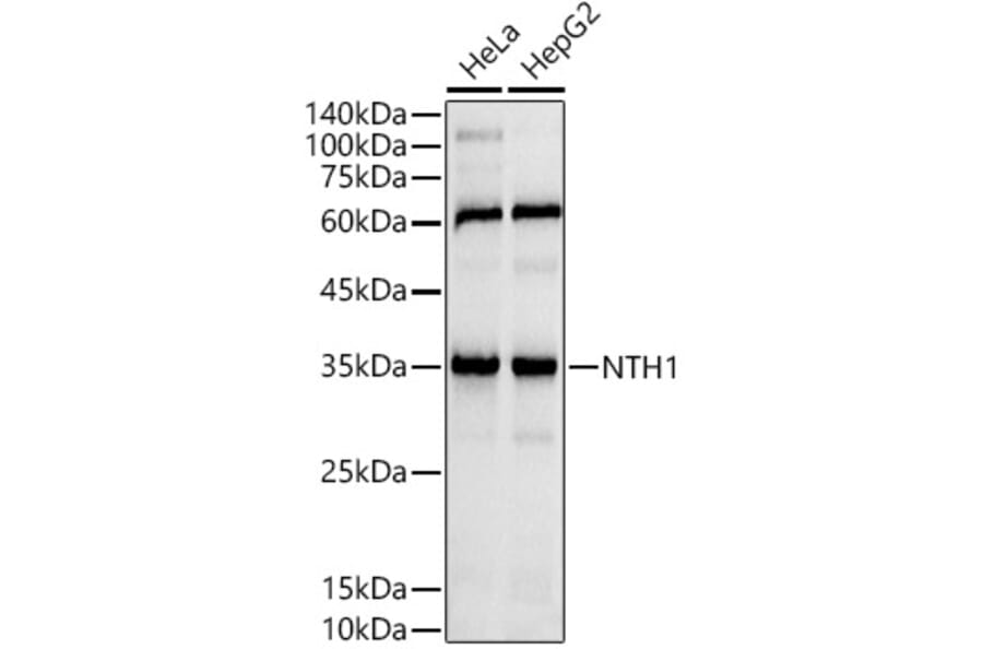 Western Blot - Anti-NTH1 Antibody [ARC2991] (A309429) - Antibodies.com