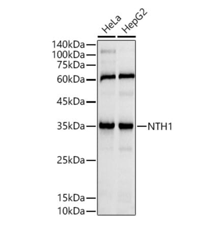 Western Blot - Anti-NTH1 Antibody [ARC2991] (A309429) - Antibodies.com