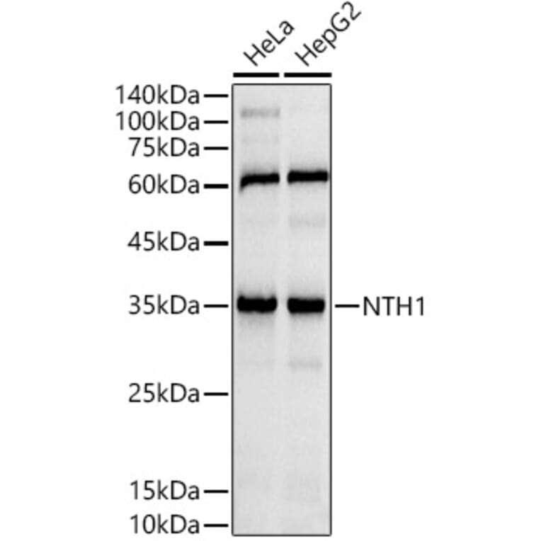 Western Blot - Anti-NTH1 Antibody [ARC2991] (A309429) - Antibodies.com