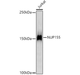 Western Blot - Anti-NUP155 Antibody [ARC3030] (A309430) - Antibodies.com