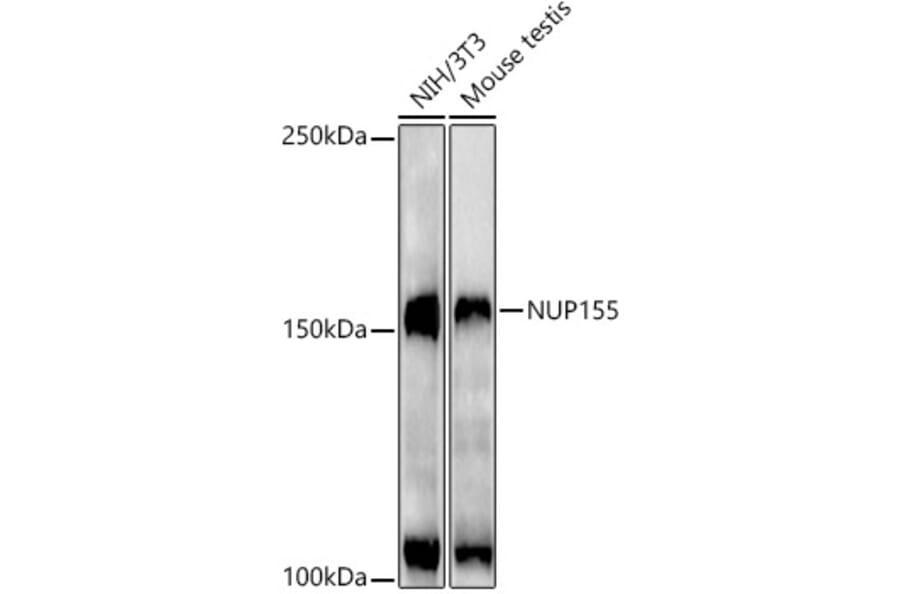 Western Blot - Anti-NUP155 Antibody [ARC3030] (A309430) - Antibodies.com