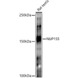 Western Blot - Anti-NUP155 Antibody [ARC3030] (A309430) - Antibodies.com