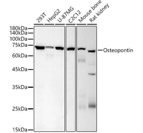 Western Blot - Anti-Osteopontin Antibody [AMC0443] (A309432) - Antibodies.com