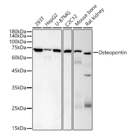 Western Blot - Anti-Osteopontin Antibody [AMC0443] (A309432) - Antibodies.com