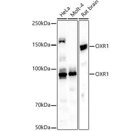 Western Blot - Anti-OXR1 Antibody (A309433) - Antibodies.com