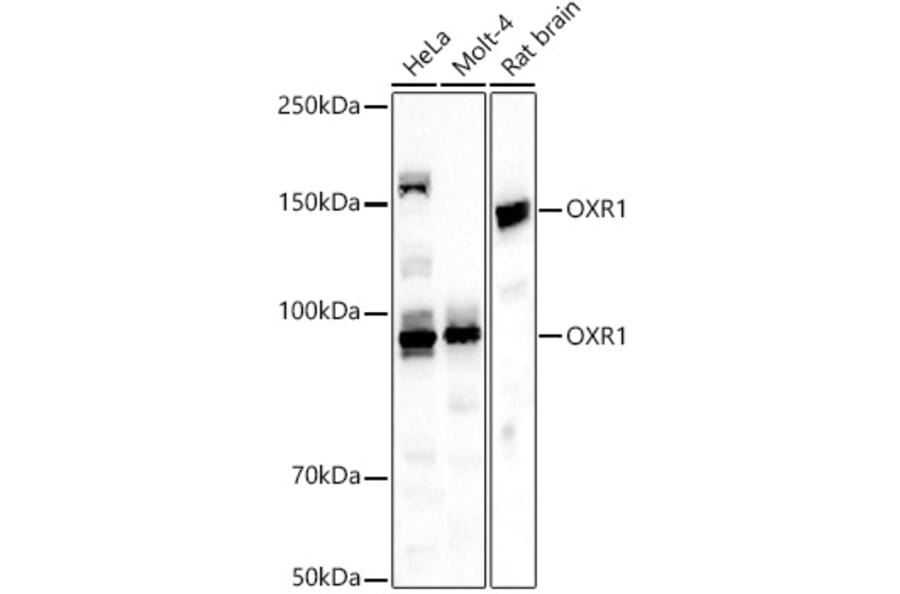 Western Blot - Anti-OXR1 Antibody (A309433) - Antibodies.com