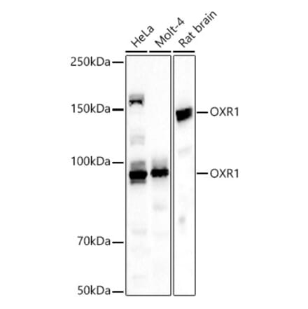 Western Blot - Anti-OXR1 Antibody (A309433) - Antibodies.com