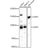 Western Blot - Anti-OXR1 Antibody (A309433) - Antibodies.com