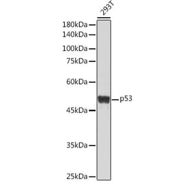Western Blot - Anti-p53 Antibody (A309435) - Antibodies.com
