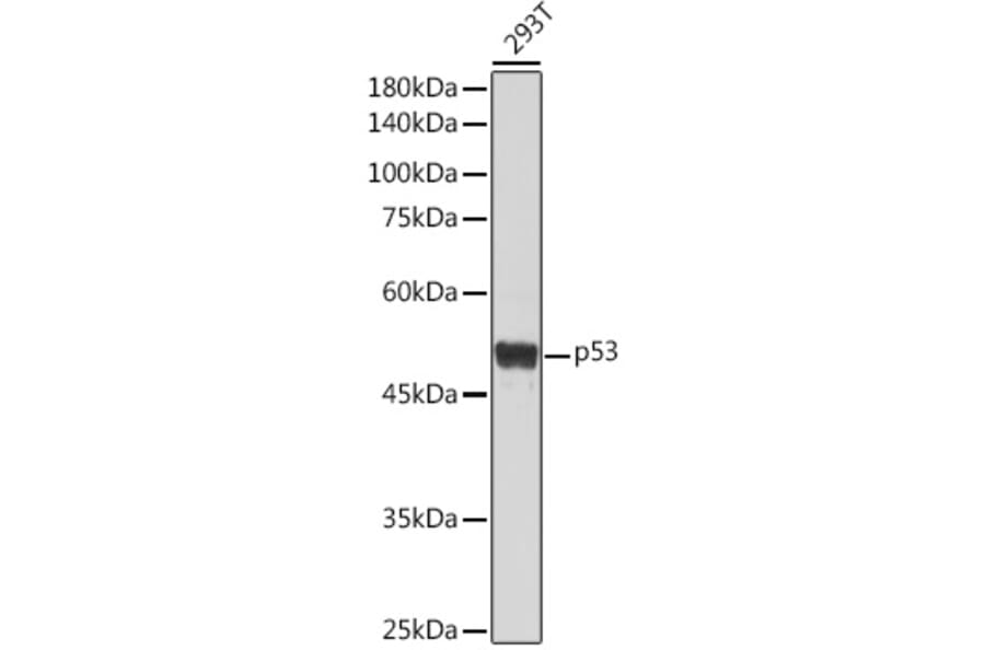 Western Blot - Anti-p53 Antibody (A309435) - Antibodies.com