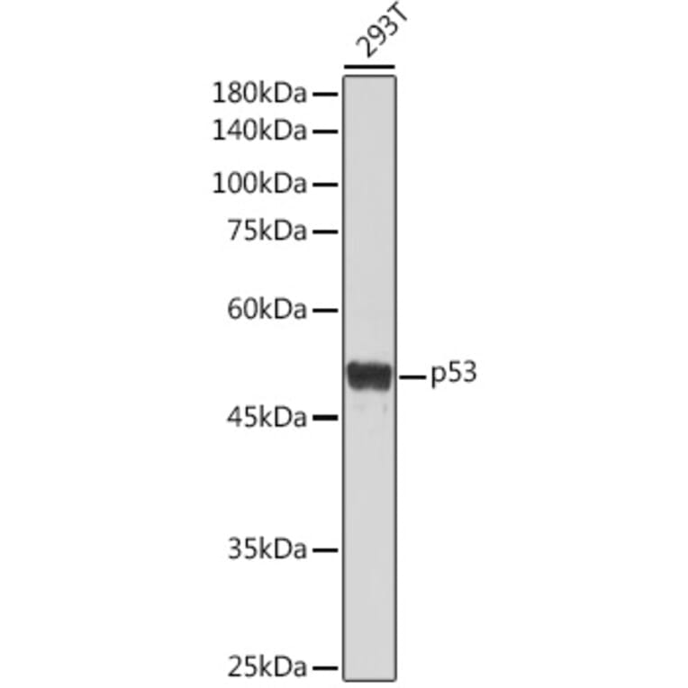 Western Blot - Anti-p53 Antibody (A309435) - Antibodies.com