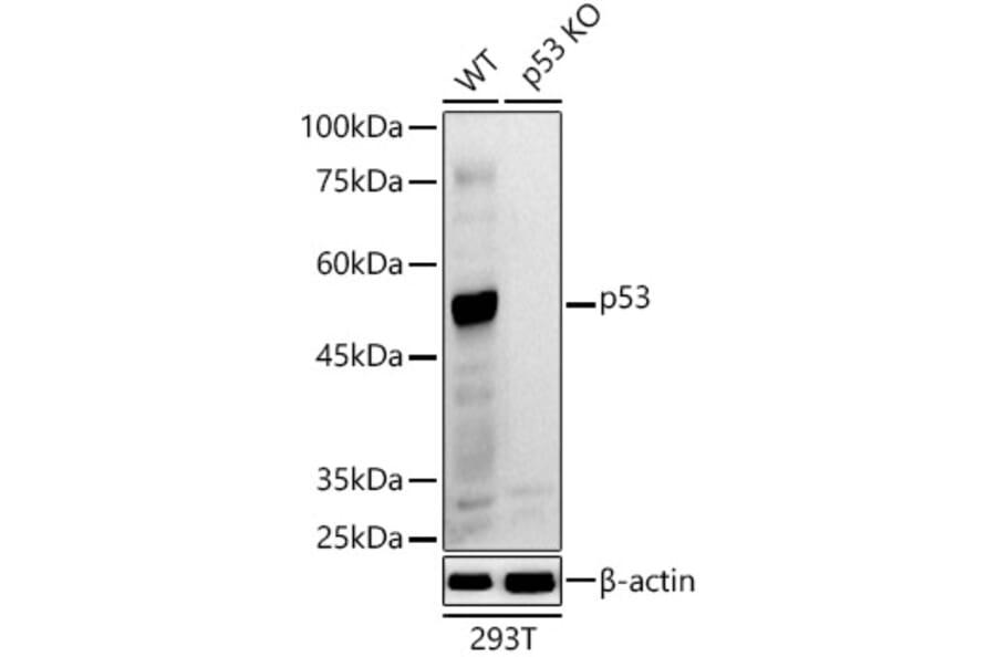 Western Blot - Anti-p53 Antibody (A309435) - Antibodies.com