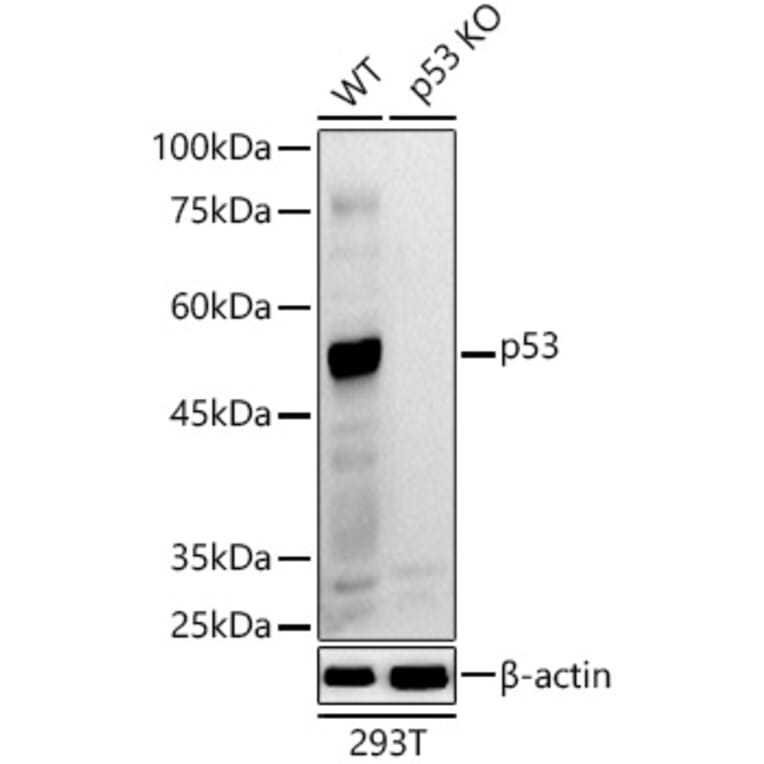 Western Blot - Anti-p53 Antibody (A309435) - Antibodies.com