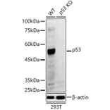 Western Blot - Anti-p53 Antibody (A309435) - Antibodies.com