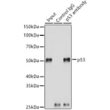 Western Blot - Anti-p53 Antibody (A309435) - Antibodies.com