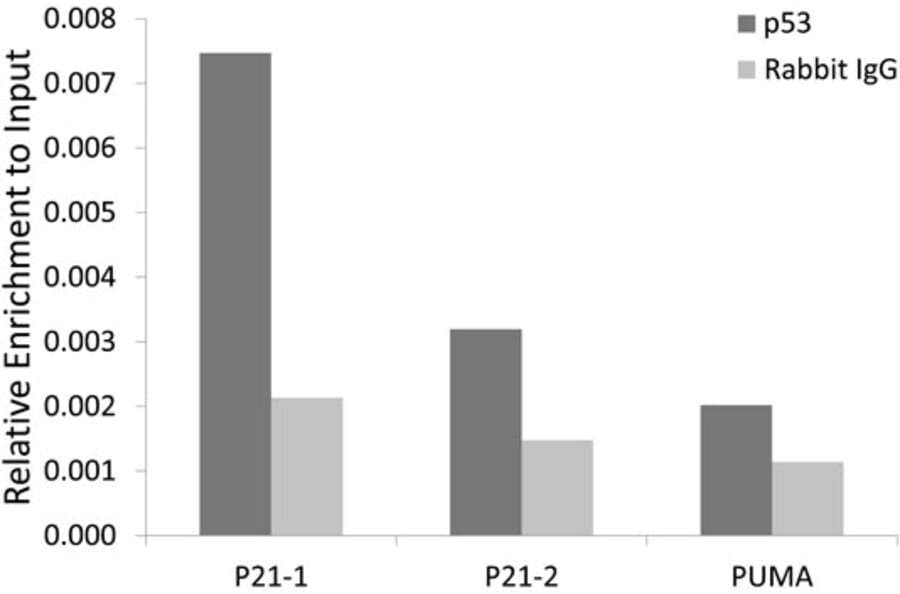 Chromatin Immunoprecipitation - Anti-p53 Antibody (A309435) - Antibodies.com