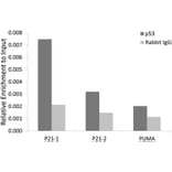 Chromatin Immunoprecipitation - Anti-p53 Antibody (A309435) - Antibodies.com