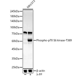 Western Blot - Anti-S6K1 (phospho Thr389) Antibody [ARC55792] (A309436) - Antibodies.com