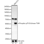 Western Blot - Anti-S6K1 (phospho Thr389) Antibody [ARC55792] (A309436) - Antibodies.com