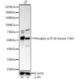 Western Blot - Anti-S6K1 (phospho Thr389) Antibody [ARC55792] (A309436) - Antibodies.com