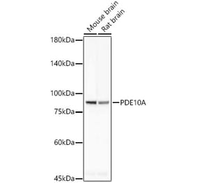 Western Blot - Anti-PDE10A Antibody [ARC58635] (A309438) - Antibodies.com