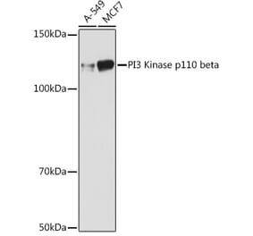 Western Blot - Anti-PI3 Kinase p110 beta Antibody [ARC0703] (A309440) - Antibodies.com